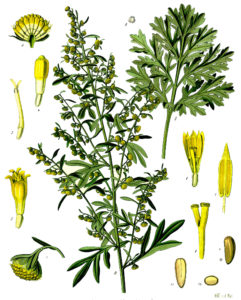 (Artemisia Absinthium)