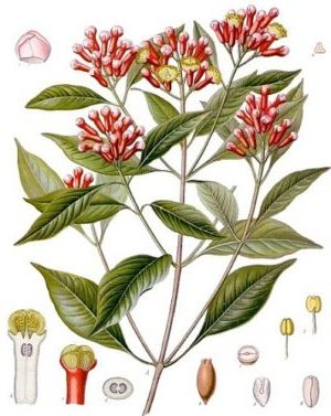 Gewürznelke ( Syzygium aromaticum)