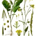 Senf (Brassica nigra)