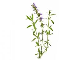 Ysop (Hyssopium officinalis)