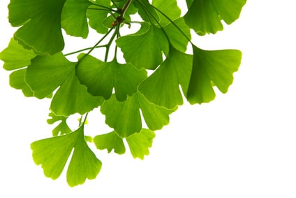 Ginkgo ++ Efecto de la planta medicinal como té y cápsulas.