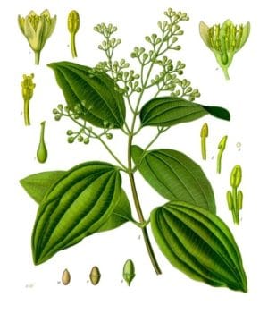 Cinnamomum verum